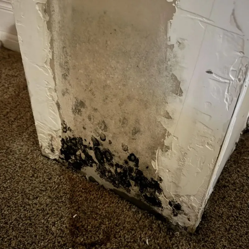 Professional Mold Removal in Forest Lake, IL
